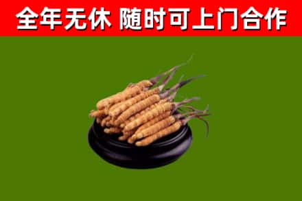 光明回收散虫草