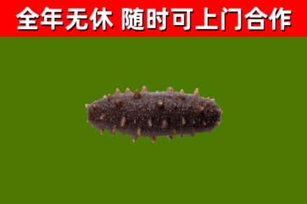 光明回收海参干